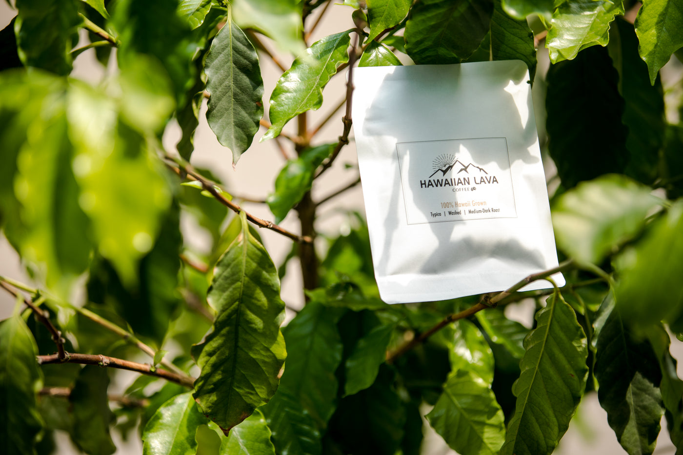 Hawaiian Lava Coffee | Coffee Roasters | 100% Kona | Kau Single Origin